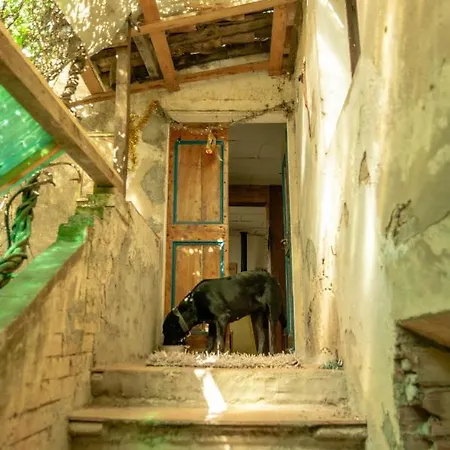 Centro Studi Nuovarmonia * Cedri