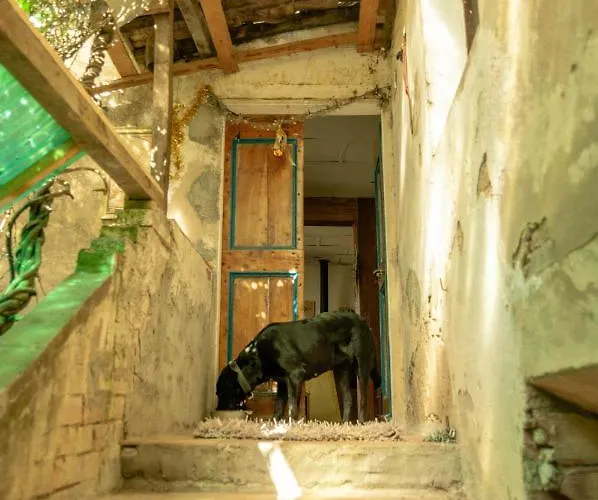 Centro Studi Nuovarmonia * Cedri